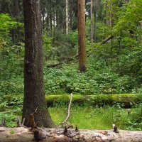 Вечно зеленые даже в следующей жизни IMG_8811 :: Андрей Лукьянов