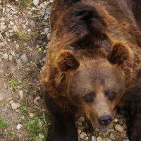 бурый медведь :: Валентина Папилова