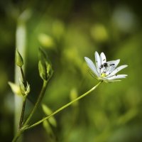 Еще одна полевая зарисовка... :: Владислав Писаревский