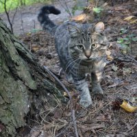 Кот :: Соколов Сергей Васильевич 