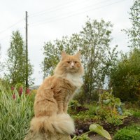 Рыжий котик :: Oksana Sambros