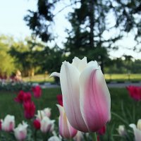 Тюльпан розово-белый :: Сергей Мягченков