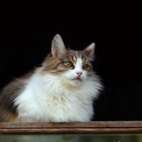Кошка в окошке :: Надежда Корнилова