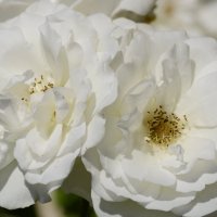 Белые розы :: Ирина 