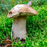 Лесные дары осени. Белый гриб-Царь грибов. :: Анатолий Клепешнёв