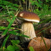 "Я – белый гриб, я – царь грибов, бесценный дар грибных лесов" :: Лия ☼