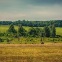 Перелесок... :: марк 