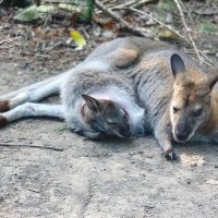 Своя ноша не тянет :: Владимир Плужников