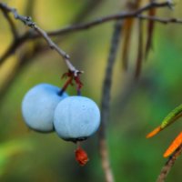 Голубика-ягода таежная :: Анастасия Стародубцева
