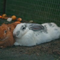 Кролики :: Polina Pashenko