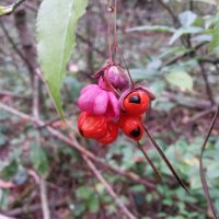 Необычная ягодка в лесу :: Татьяна Островская