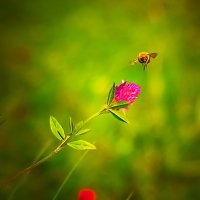 Пчела :: Светлана Дымченко