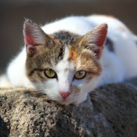 Кошка с янтарными глазами :: Tatiana Belyatskaya