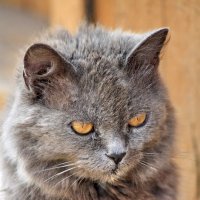 портрет кошки по имени Милка :: Александр Рождественский