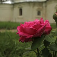 Роза на фоне храма-2 :: Сергей Мягченков