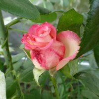 Роза в сентябре :: Наиля 