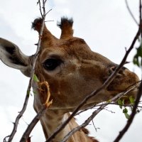 Изысканный жираф :: Ольга Голубева