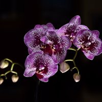 Орхидея :: Владимир Рожнов