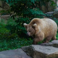 Мишка :: Евгений Бадун