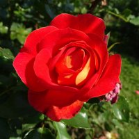Осенняя роза :: Паровозик из Ромашково Ж