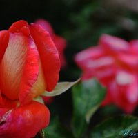 Цветы моего сада. Роза. :: Юрий Пожидаев
