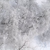 Зима под моим окном :: Наталья Серегина