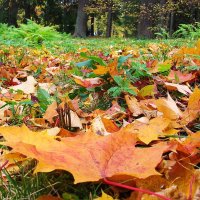 Листья кленовые жёлтые, красные падают на земь красивым ковром... :: VasiLina *