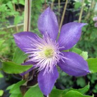 Clematis :: laana laadas