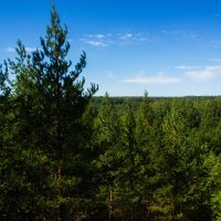 Даль лесов... :: Артём Бояринцев