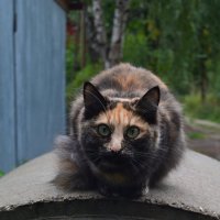 уличная кошка :: Ирина Пономарева