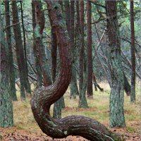 Дерево "Танцующего леса". :: Валерия Комова