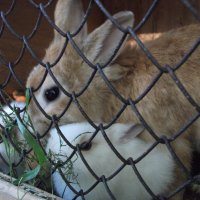 Крольчиха с крольчатами :: Арина 