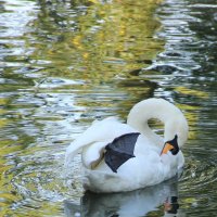 И белый лебедь на пруду... :: Valentina Altunina