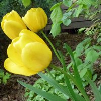 Жёлтые тюльпаны :: Наталья (Nattina) ...