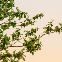Ветви цветущей черёмухи :: Артём Бояринцев
