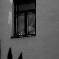 В окне дома на Рубинштейна :: Елена Разумилова