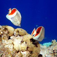 Chaetodon paucifasciatus - Crown butterflyfish - Красноспинная рыба-бабочка (Египет, Красное море) :: Владимир 