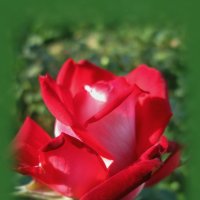 Светящаяся роза... :: Тамара (st.tamara)