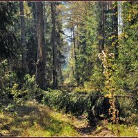 Лесными тропами :: Владимир Дементьев