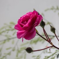 Розовая роза :: Мария Зайцева