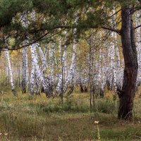 В осеннем лесу. :: Kassen Kussulbaev