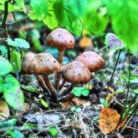 Лесные грибочки , как в сказке... :: Андрей Куприянов