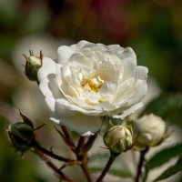 Белая роза :: Елизавета Петрова
