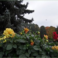 Осеннее цветение :: Людмила Ардабьева