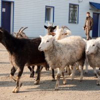 *** :: Александр Балакин