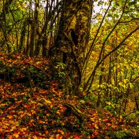 Осенний лес. :: Yoris2012 Lp.,by >hbq/