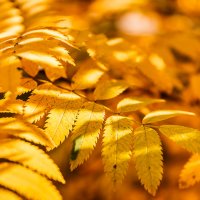 Autumn in yellow :: Дмитрий Карышев