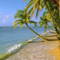 Palm beach :: Alanovip S.