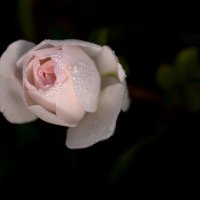 Белая роза :: Елена Ахромеева