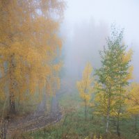 В лесу :: Игорь Учаров
